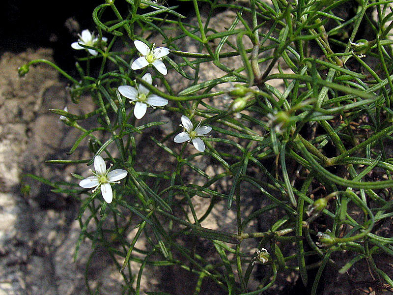 Moehringia markgrafii  / Moehringia di Markgraf